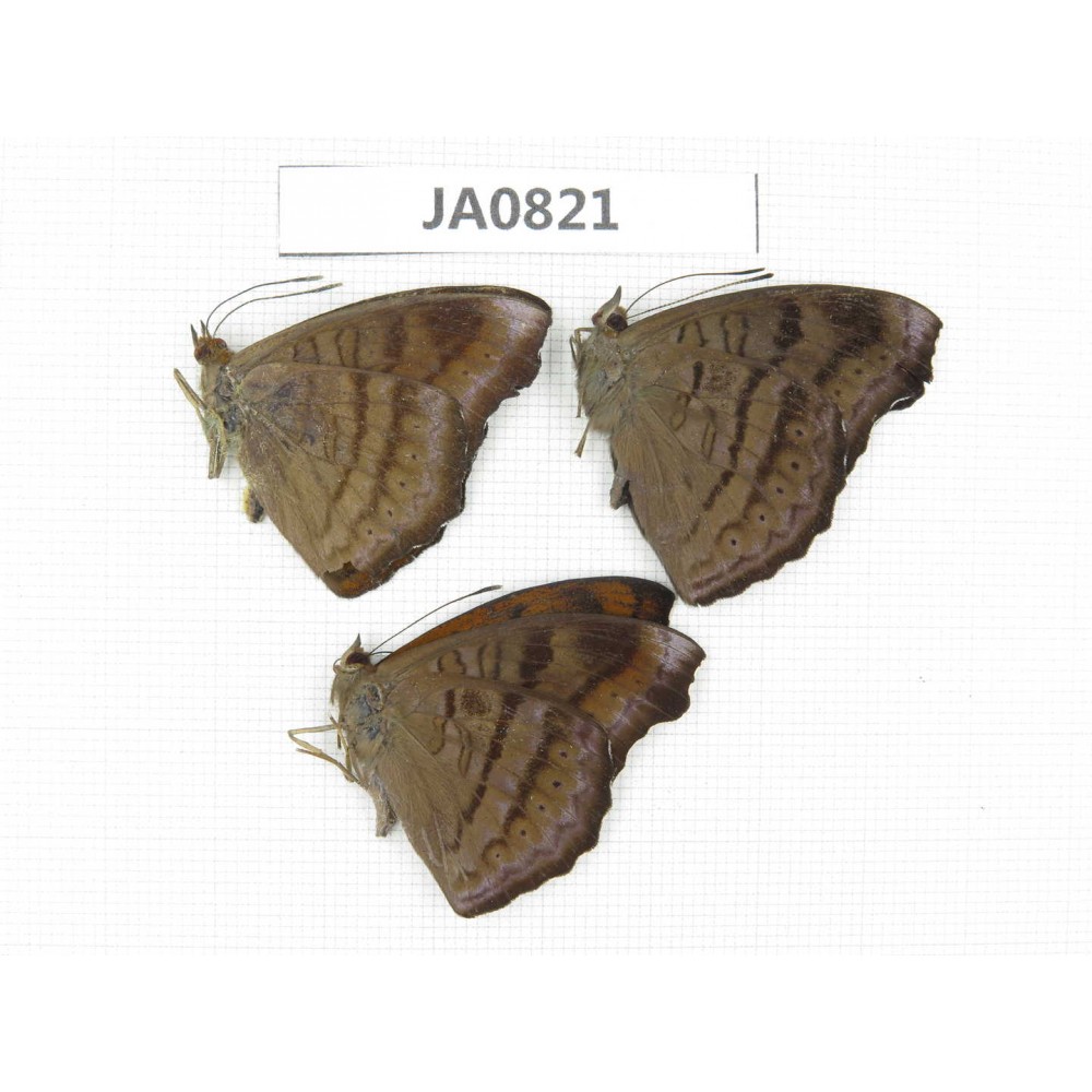 Pseudergolis wedah. China, W of Yunnan, N of Mt.Biluoxueshan. 3M. JA0821.