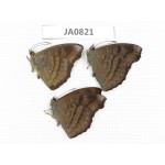 Pseudergolis wedah. China, W of Yunnan, N of Mt.Biluoxueshan. 3M. JA0821.