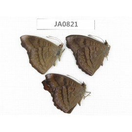 Pseudergolis wedah. China, W of Yunnan, N of Mt.Biluoxueshan. 3M. JA0821.