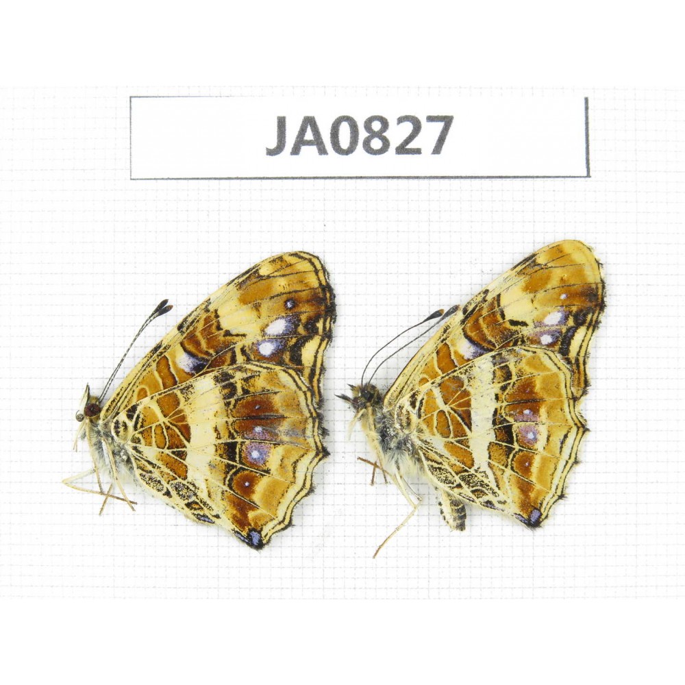 Araschnia prorsoides. China, W of Yunnan, N of Mt.Biluoxueshan. 2M. JA0827.