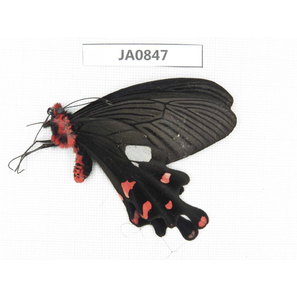Byasa polyeuctes polyeuctes. China, W of Yunnan, N of Mt.Biluoxueshan. 1M. JA0847.