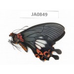Papilio boots ssp. China, W of Yunnan, Nujiang valley, N of Mt.Biluoxueshan. 1M. JA0849.