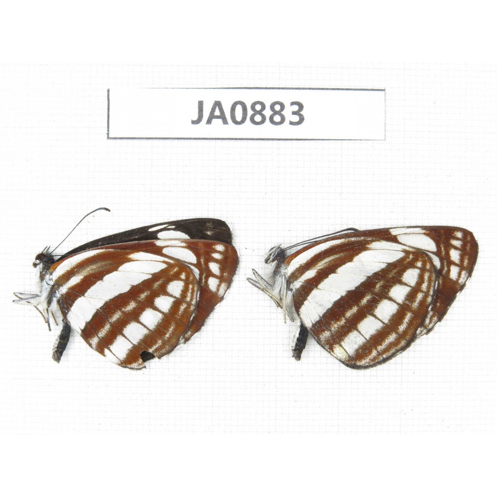 Neptis sp. China, Yunnan, Dali, Fengyi. 2M. JA0883.