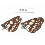 Neptis dejeani. China, Yunnan, Dali, Fengyi. 2M. JA0884.
