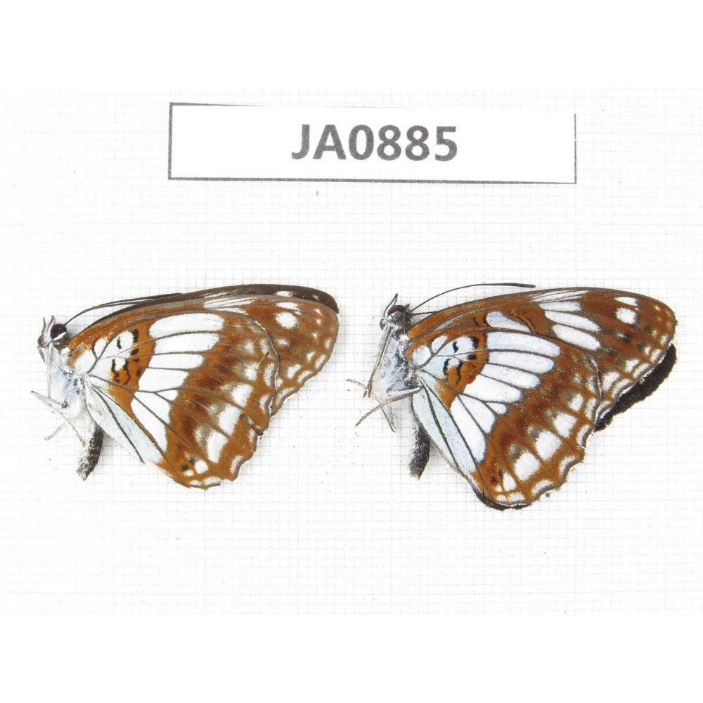 Limenitis homeyeri. China, Yunnan, Dali, Fengyi. 2M. JA0885.