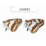 Limenitis homeyeri. China, Yunnan, Dali, Fengyi. 2M. JA0885.