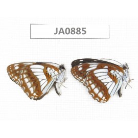 Limenitis homeyeri. China, Yunnan, Dali, Fengyi. 2M. JA0885.