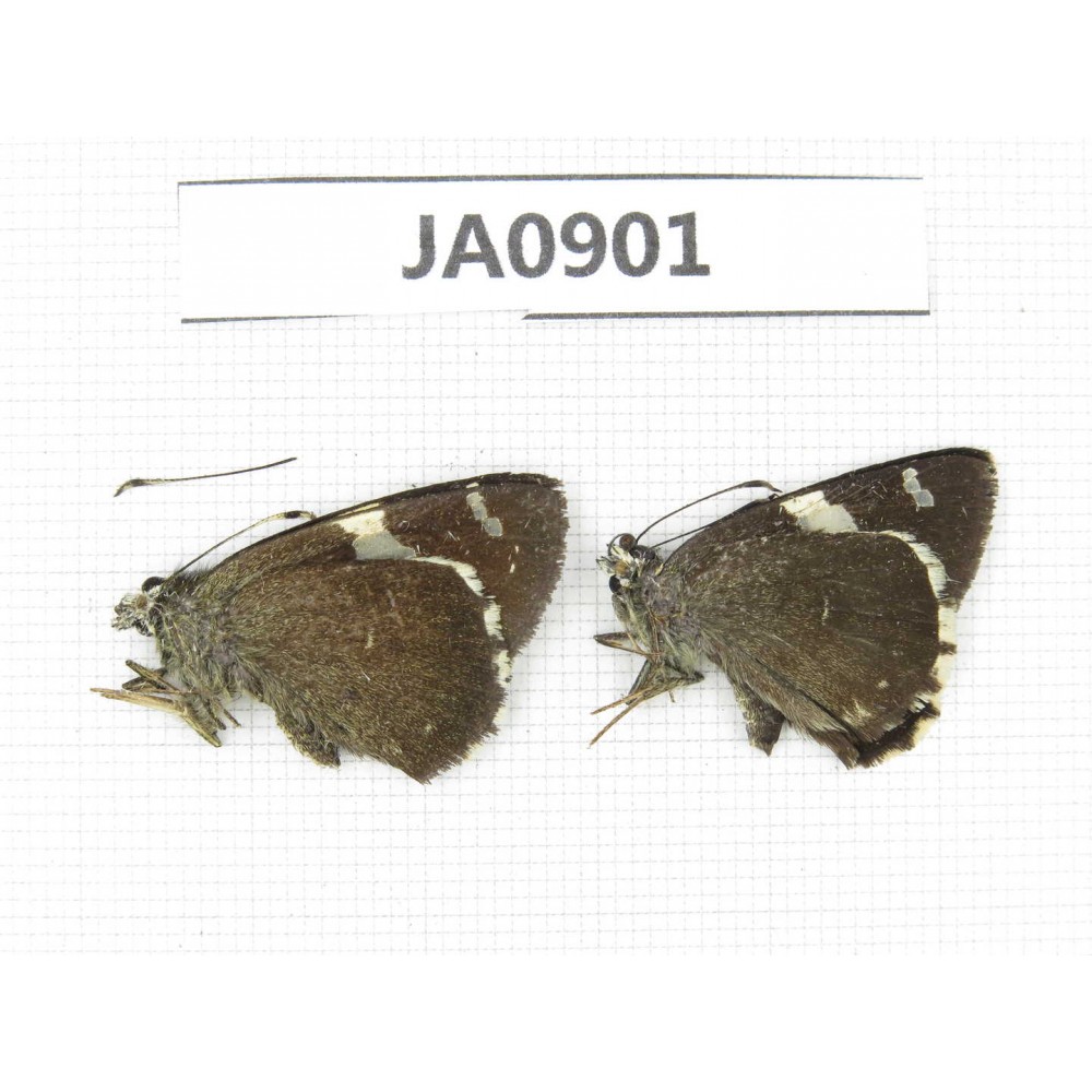 Lobocla bifasciata. China, Yunnan, Dali, Fengyi. 2M. JA0901.