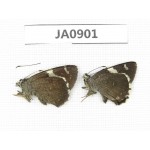 Lobocla bifasciata. China, Yunnan, Dali, Fengyi. 2M. JA0901.