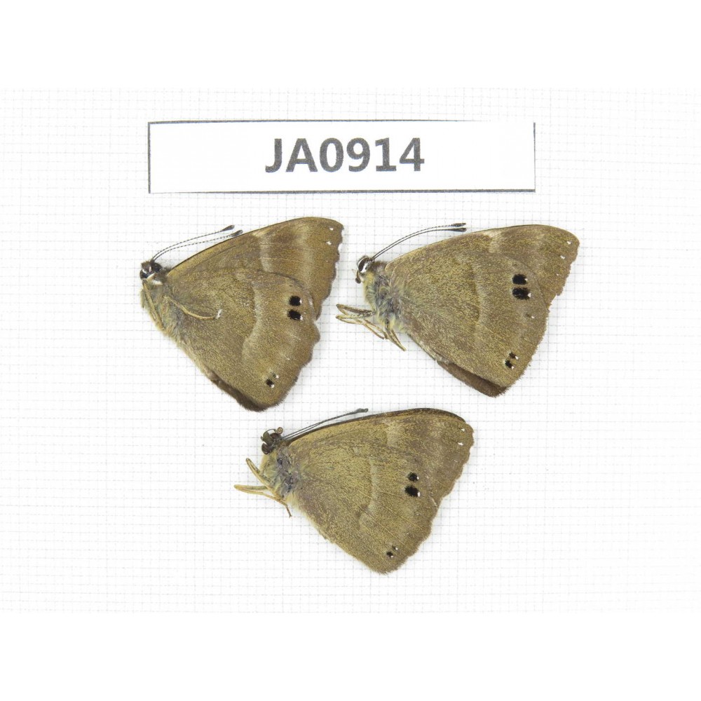 Abisara freda ssp. China, Yunnan, Dali, Fengyi town. 3M. JA0914.