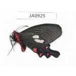 Byasa nevilli ssp. China, W of Yunnan, Dali, Fengyi town. 1M. JA0925.