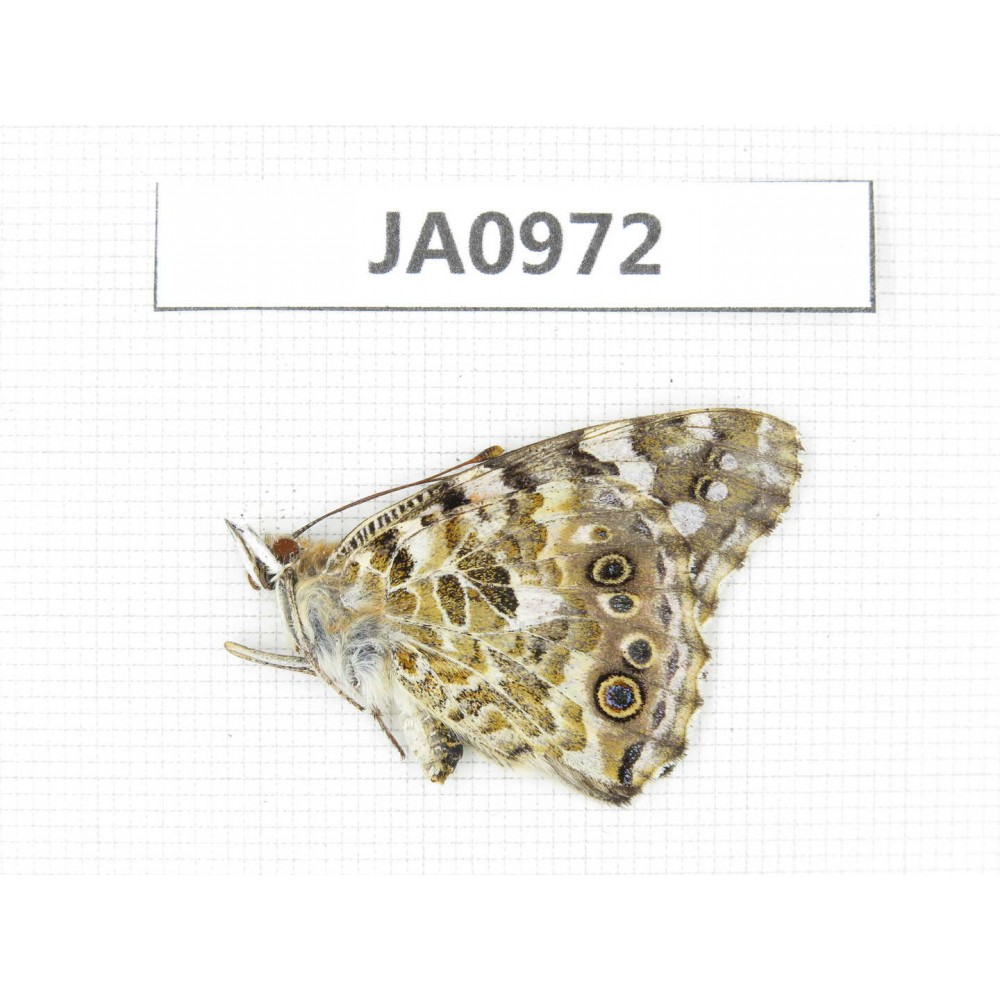 Vanessa cardui. China, NW of Yunnan, Xiagerila area, Geza, Mt. Xiaoxueshan. 1F. JA0972.