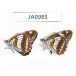 Limenitis homeyeri. China, NW of Yunnan, Xiagerila area, Geza, Mt. Xiaoxueshan. 2M. JA0985.