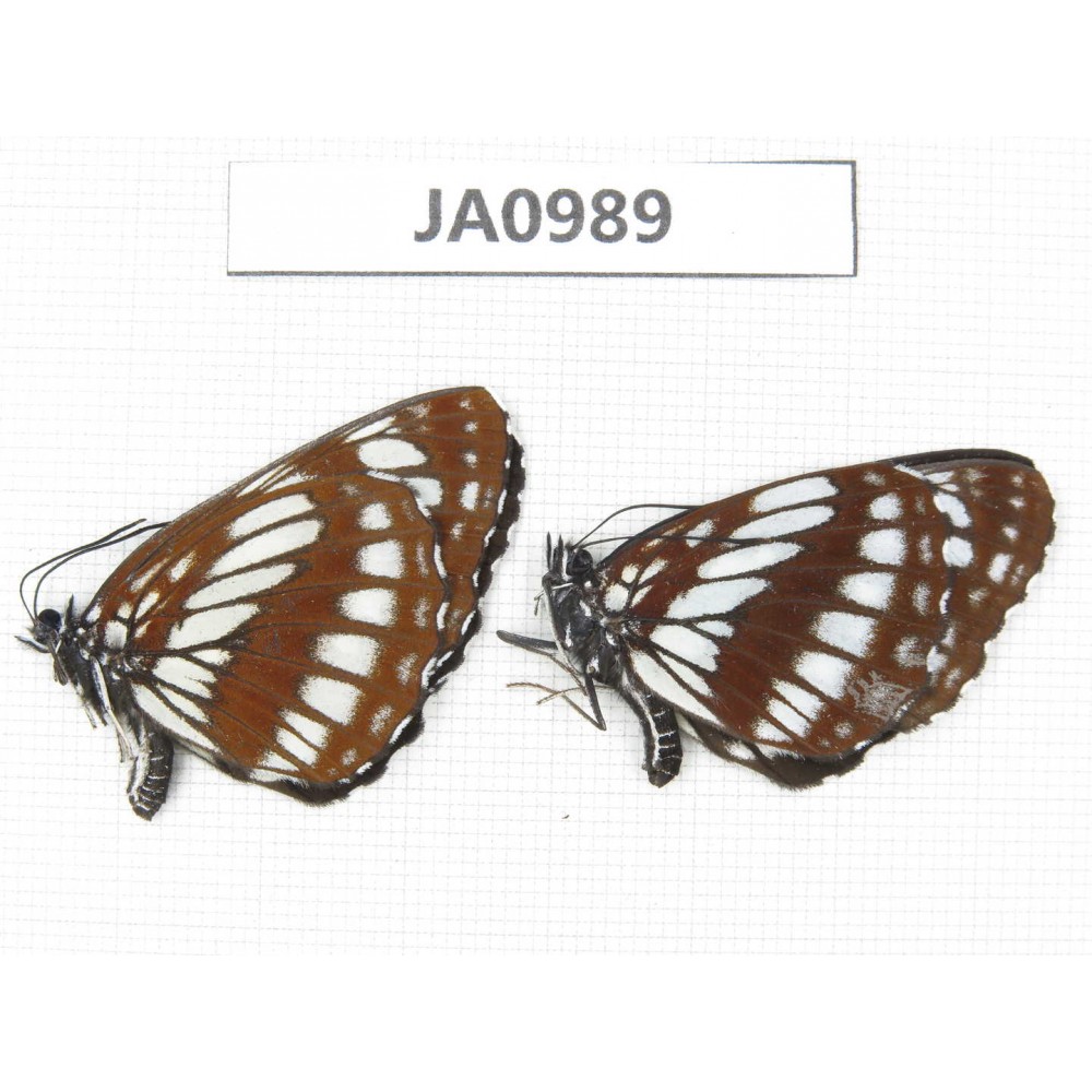 Neptis dejeani. China, NW of Yunnan, Xiagerila area, Geza, Mt. Xiaoxueshan. 2F. JA0989.