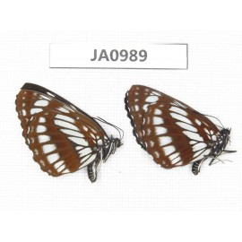 Neptis dejeani. China, NW of Yunnan, Xiagerila area, Geza, Mt. Xiaoxueshan. 2F. JA0989.