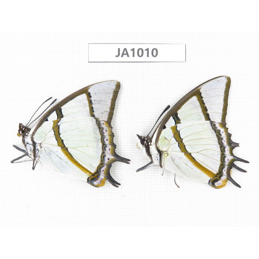 Polyura eudamippus. China, Linzhi area, Milin county. 2M. JA1010.