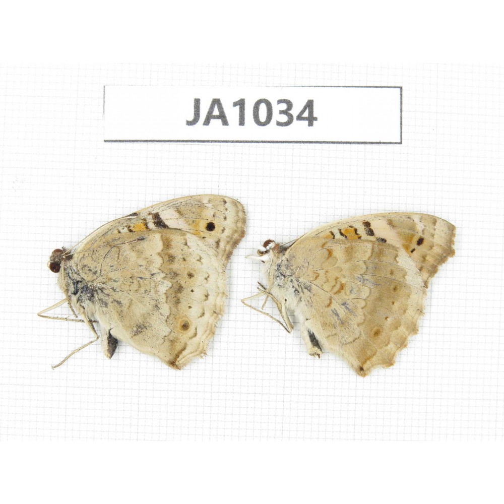 Junonia orithya. China, W of Yunnan, Dali area, Yangbi county. C of Mt. Cangshan. 2M. JA1034.