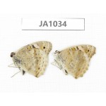 Junonia orithya. China, W of Yunnan, Dali area, Yangbi county. C of Mt. Cangshan. 2M. JA1034.