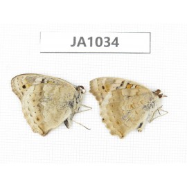 Junonia orithya. China, W of Yunnan, Dali area, Yangbi county. C of Mt. Cangshan. 2M. JA1034.