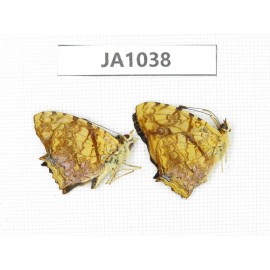 Symbrenthia lilaea. China, W of Yunnan, Dali area, Yangbi county. C of Mt. Cangshan. 2M. JA1038.