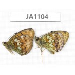 Brenthis ino. China, Heilongjiang, Jiamusi. 2M. JA1104.