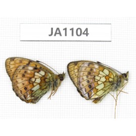 Brenthis ino. China, Heilongjiang, Jiamusi. 2M. JA1104.