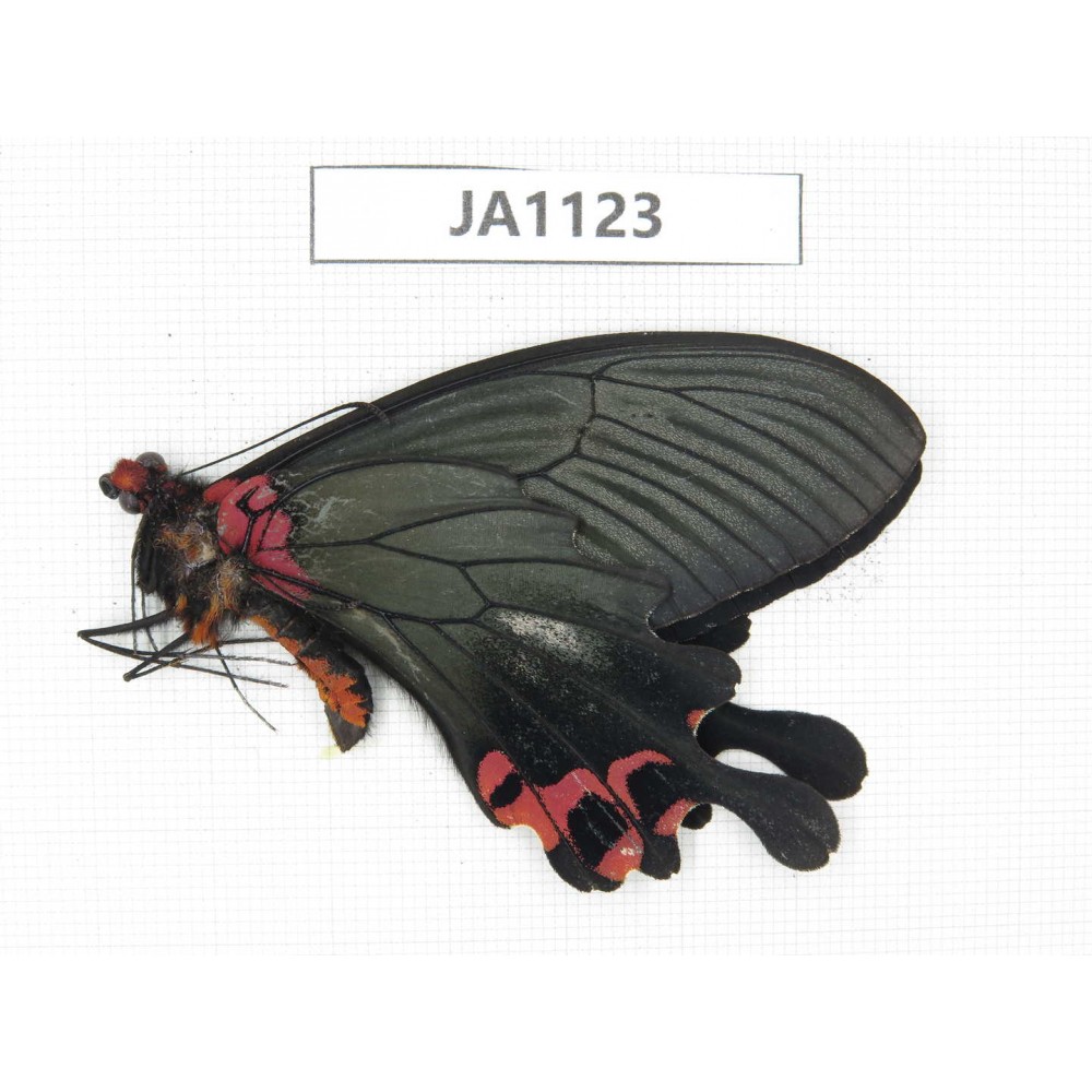 Papilio boots ssp. China, W of Yunnan, Dali area, Yangbi county, S of Mt. Cangshan. 1M. JA1123.
