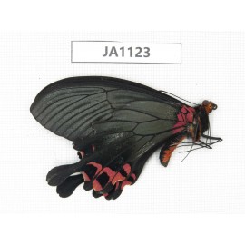 Papilio boots ssp. China, W of Yunnan, Dali area, Yangbi county, S of Mt. Cangshan. 1M. JA1123.