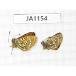 Melitaea sp. China, Qinghai, E of Delingha. 2M. JA1154.