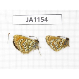 Melitaea sp. China, Qinghai, E of Delingha. 2M. JA1154.
