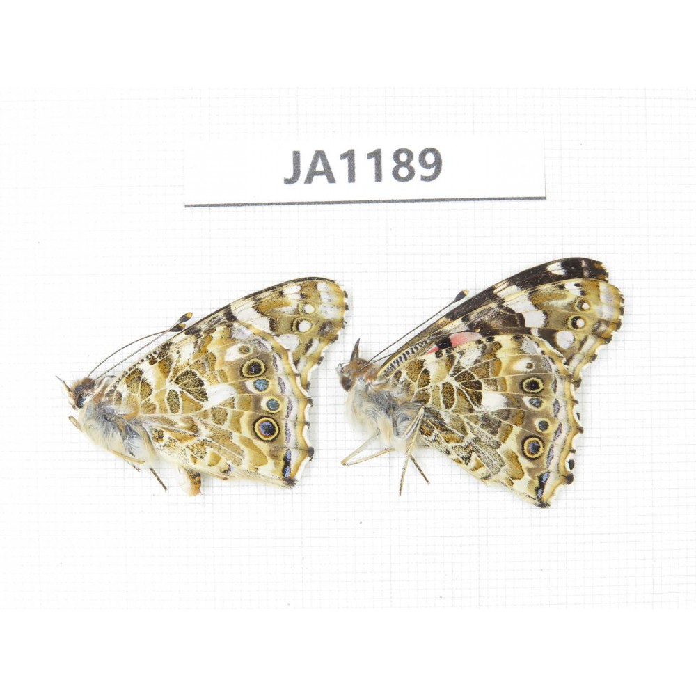 Vanessa cardui. China, Yunnan, Lijiang, C Mt.Yunling. 2M. JA1189.