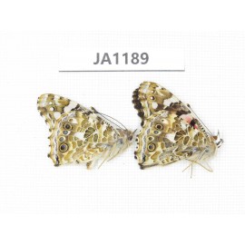 Vanessa cardui. China, Yunnan, Lijiang, C Mt.Yunling. 2M. JA1189.