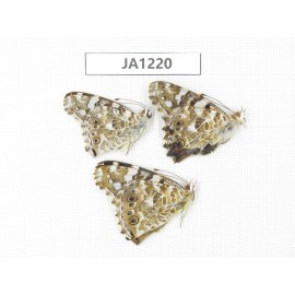 Vanessa cardui. China, Qinghai, Xunhua county, Mt.Dalijiashan. 2M1F. JA1220.