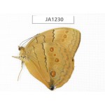 Stichophthalma sparta. China, Yunnan, Nujiang, Mt.Biluoxueshan. 1M. JA1230.