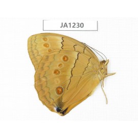 Stichophthalma sparta. China, Yunnan, Nujiang, Mt.Biluoxueshan. 1M. JA1230.