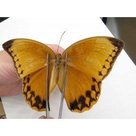 Stichophthalma sparta. China, Yunnan, Nujiang, Mt.Biluoxueshan. 1M. JA1230.