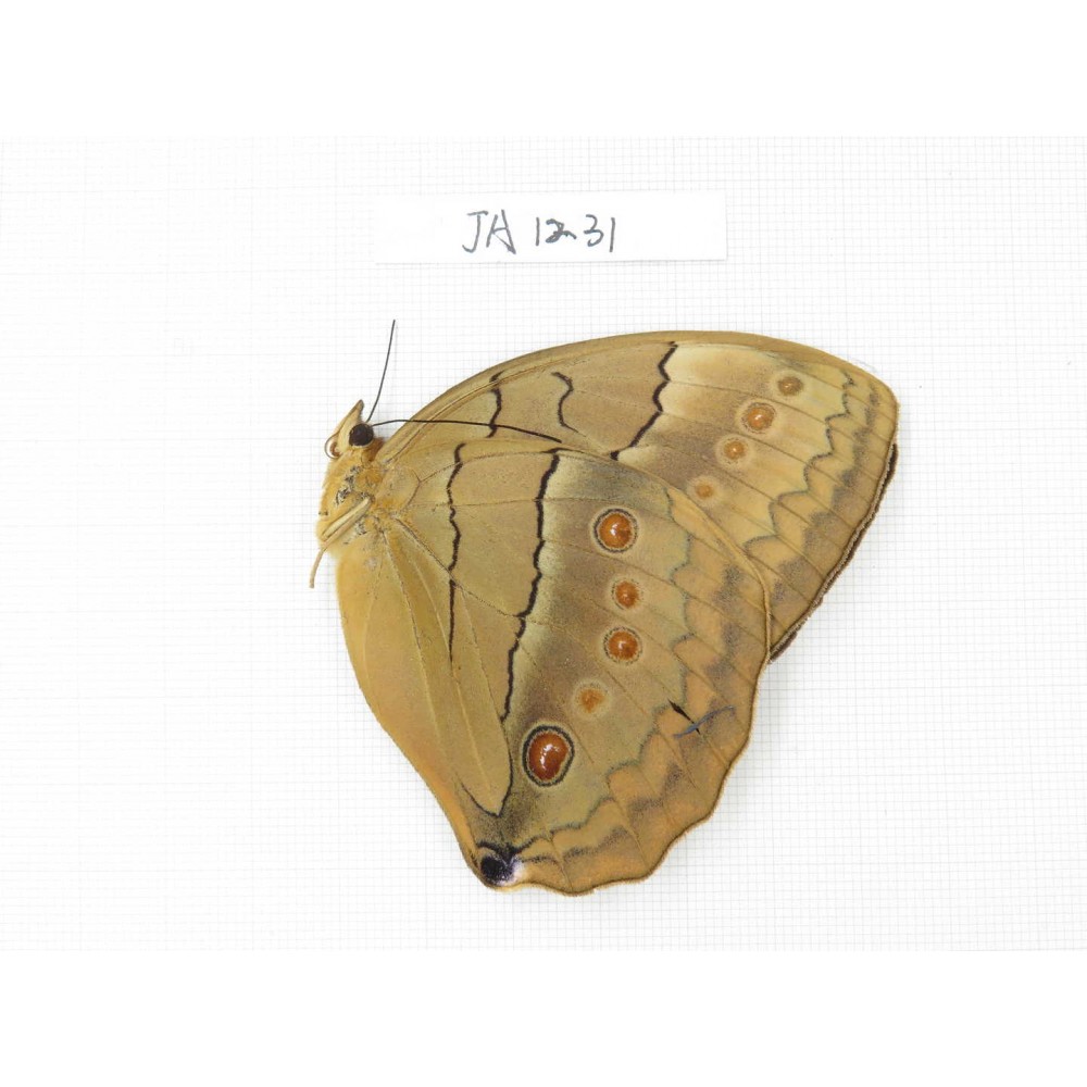Stichophthalma sparta. China, Yunnan, Nujiang, Mt.Biluoxueshan. 1M. JA1231.