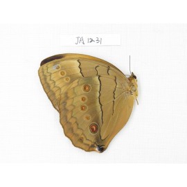 Stichophthalma sparta. China, Yunnan, Nujiang, Mt.Biluoxueshan. 1M. JA1231.