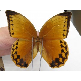 Stichophthalma sparta. China, Yunnan, Nujiang, Mt.Biluoxueshan. 1M. JA1231.