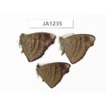 Pseudergolis wedah. China, Yunnan, Nujiang,  S Mt.Biluoxueshan. 3M. JA1235.