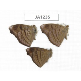 Pseudergolis wedah. China, Yunnan, Nujiang,  S Mt.Biluoxueshan. 3M. JA1235.