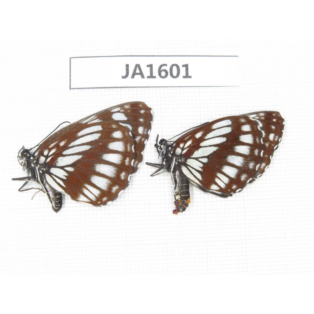 Neptis dejeani. China, SW of Sichuan, Xiangcheng county. 1P. JA1601.