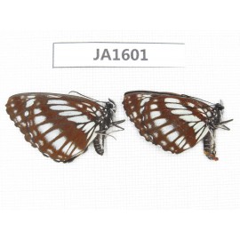 Neptis dejeani. China, SW of Sichuan, Xiangcheng county. 1P. JA1601.