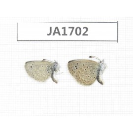 Zizina emelina. China, Yunnan, Dali area, S of Dali. 2M. JA1702.