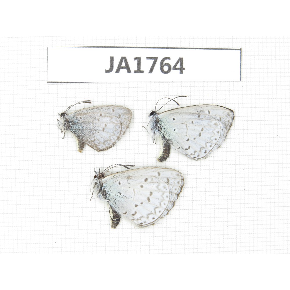 Celastrina sp. China, Tibet, Linzhi, Milin county. 3M. JA1764.