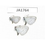 Celastrina sp. China, Tibet, Linzhi, Milin county. 3M. JA1764.