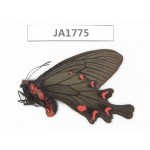 Byasa plutonius plutonius. China, W of Sichuan, Ganzi, Mt. Gonggashan. 1M. JA1775.
