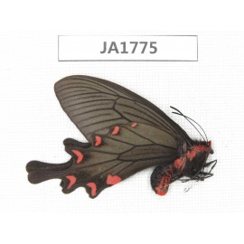 Byasa plutonius plutonius. China, W of Sichuan, Ganzi, Mt. Gonggashan. 1M. JA1775.