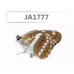 Limenitis sulpitia. China, S of Hunan, Shaoyang, Xinning county. 1M. JA1777.