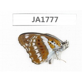 Limenitis sulpitia. China, S of Hunan, Shaoyang, Xinning county. 1M. JA1777.
